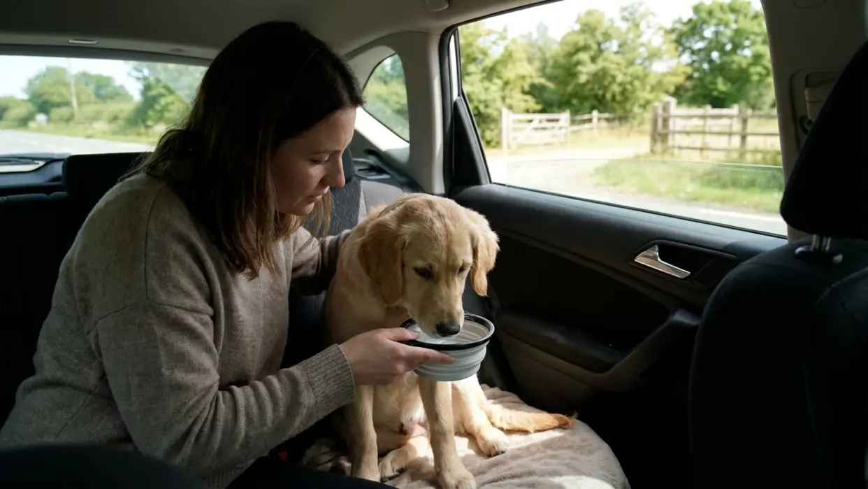 Handle Car Sickness the Right Way